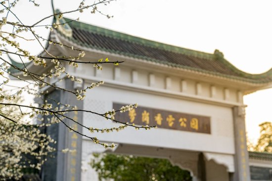 萝岗香雪公园往年香雪绽放图片。