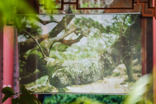 保济口服液焕新上市 携手国家地理打造中药溯源艺术大展