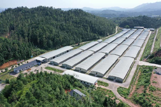金苒鸽业智慧养殖基地