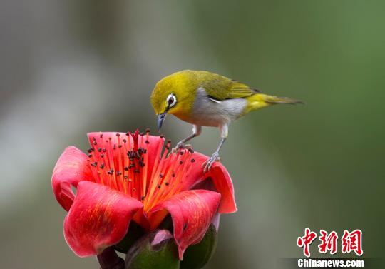 资料图:在广西龙州拍摄的暗绿秀眼鸟。 赵文庆 摄