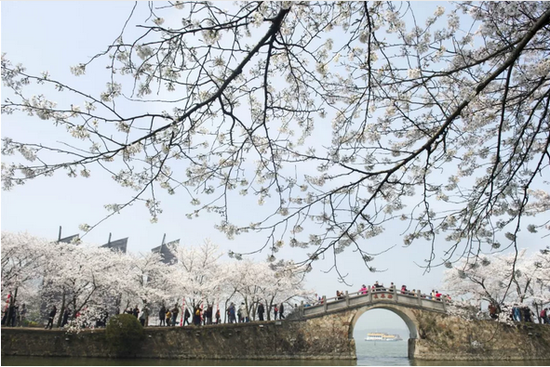 2018年3月26日,游客在江苏无锡太湖鼋头渚景区观赏盛开的樱花。新华社发(潘正光摄)