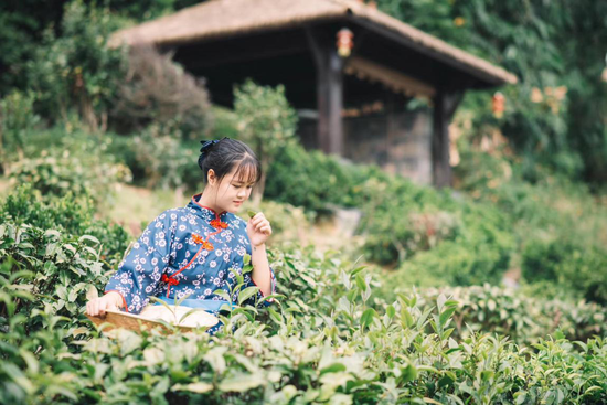 茶语温泉设施齐全又独具特色,层层相叠的茶园展示区穿梭其中,当地特有的英红九号茶树生机盎然。