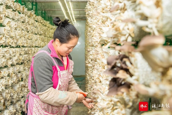佛黔协作食用菌基地工作人员正在采摘秀珍菇。