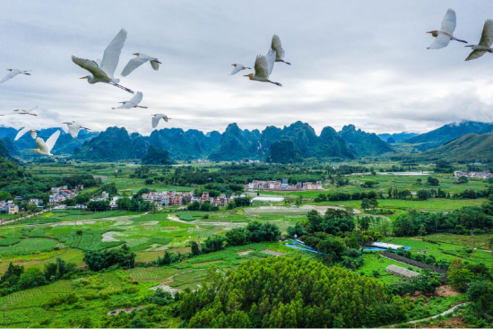 一群大雁略过英德西部绿美的小山村,构成一道十分亮丽的风景