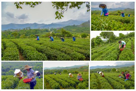 一盏清茶,沁人心脾。来广东十大茶乡-柏塘镇,赏一方风光,品一杯绿茶。白清华摄