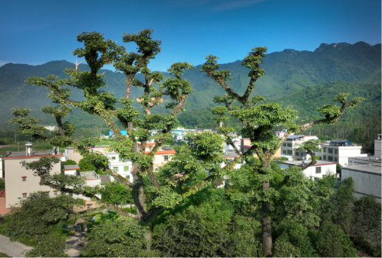下太镇美丽乡村一角