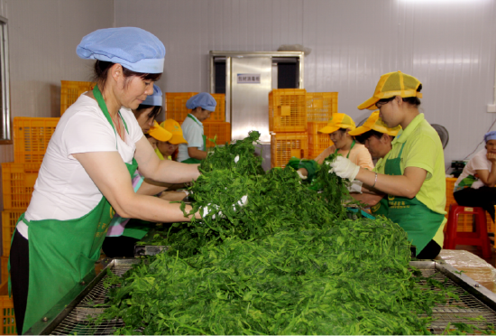 图为村民在加工桑芽菜