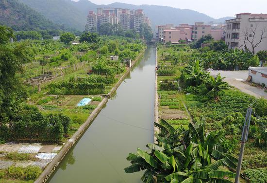 西樵镇大力推进水岸绿化工程
