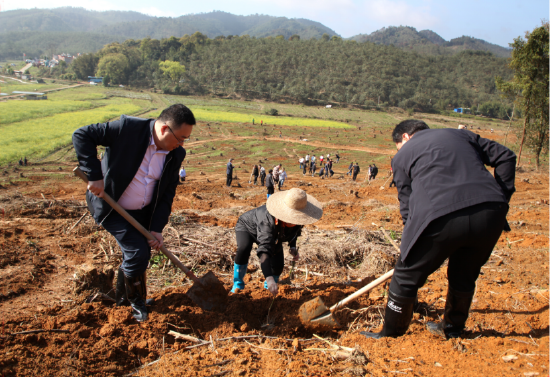 图为西牛镇赤米村冷坑植竹现场。左为翟永鸣