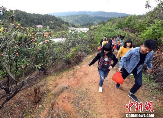众多福州市民及游客前来采摘枇杷。　记者刘可耕 摄