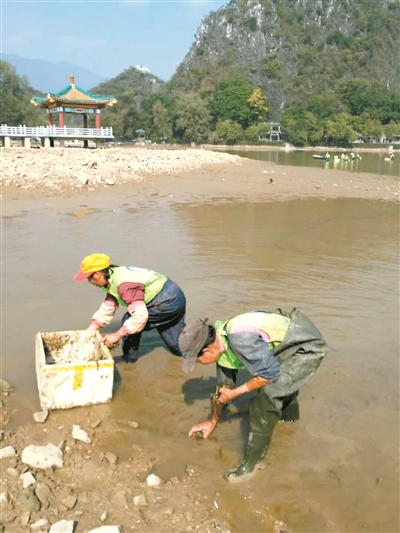 作业人员在湖中种水草。