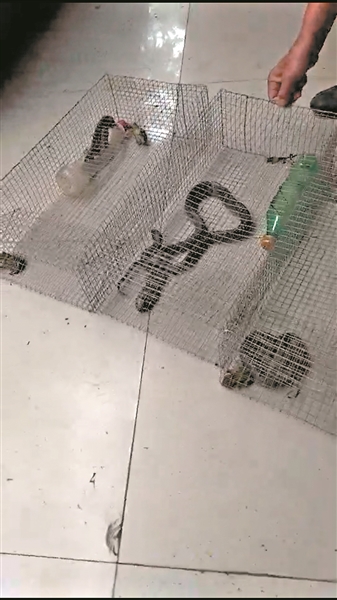 多条眼镜蛇被诱捕成功。