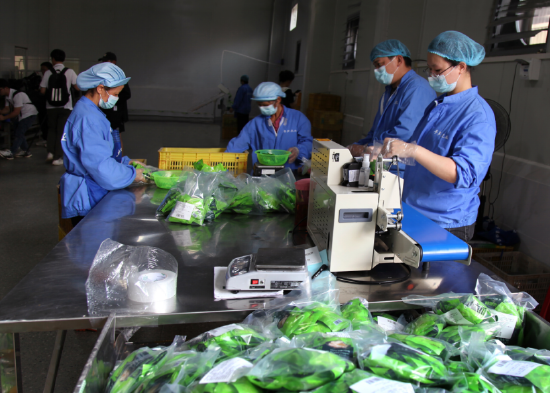 图为英德西牛笋厂的工人在装包笋制品