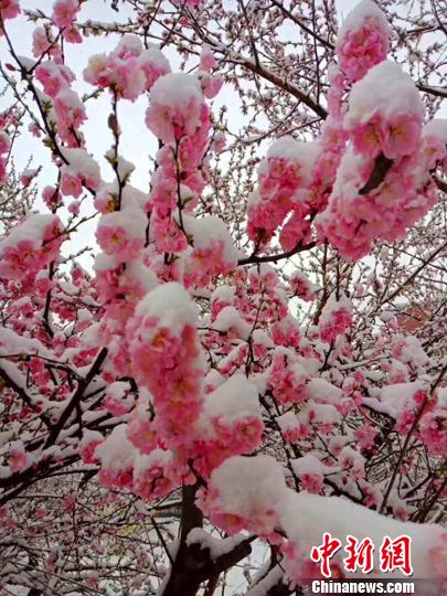 4月,在一个春暖花开的季节,山西却一反常态,多地迎来暴雪。 刘小红 摄