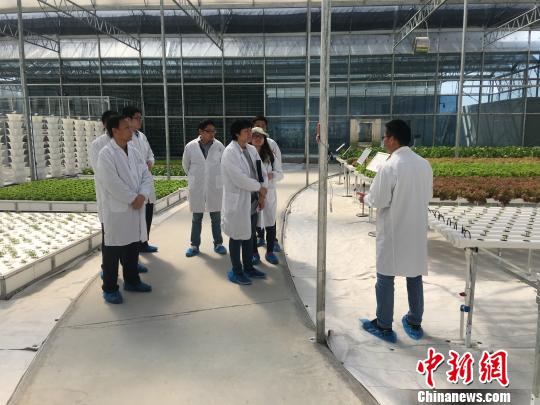 香港食物环境卫生署检查组考察清远供港蔬菜种植基地　金宏磊　摄