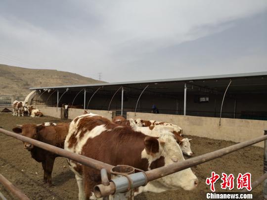 4月中旬，甘肃榆中县芳美肉牛养殖专业合作社内，饲养的肉牛规模达到600头。　杨娜　摄