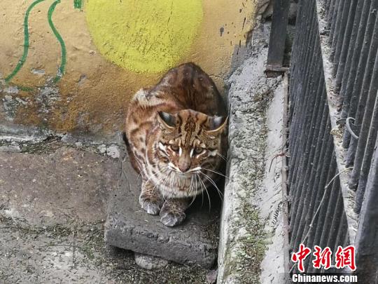 动物园内3岁左右的金猫 刘刚 摄
