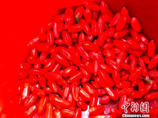 图为柴达木新鲜枸杞。(资料图) 孙睿 摄
