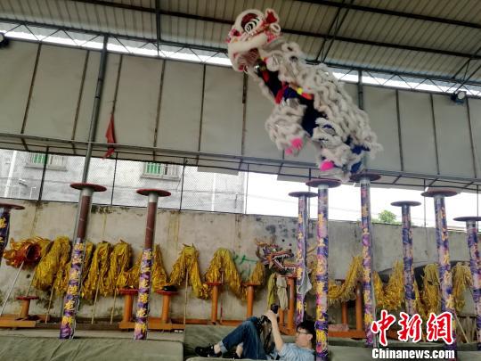 醒狮在高桩上起舞。 李凌 摄