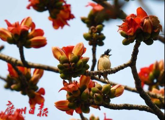 广州街头，木棉花已悄然绽放。广州日报全媒体图片记者 黎旭阳 摄