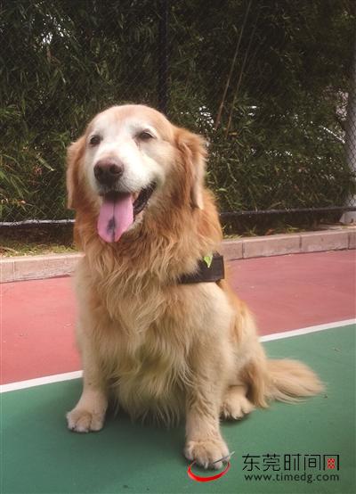 刘先生捡到的金毛犬 (记者 陈帆 摄)