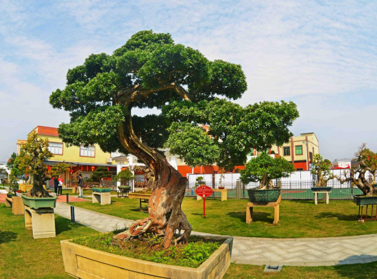 瑞岭村盆景。图源广州花都发布 李八一 摄