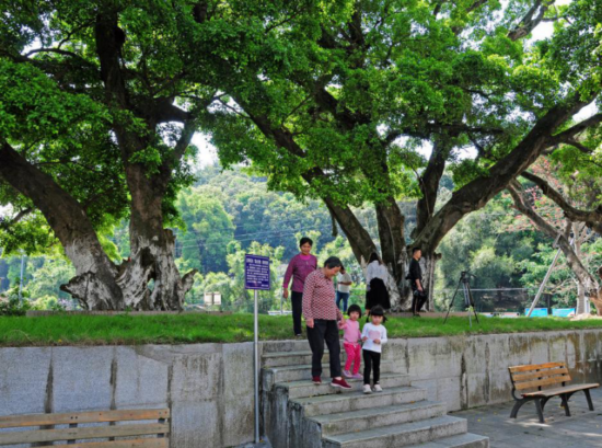 联丰村古榕下是村民休闲的好去处（姚日文 摄）