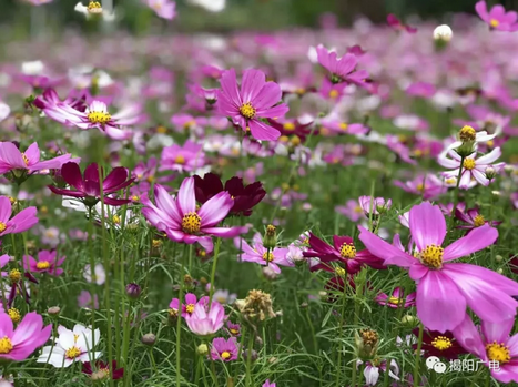 揭东埔田饶平村惊现一片迷人花海 格桑寓意幸