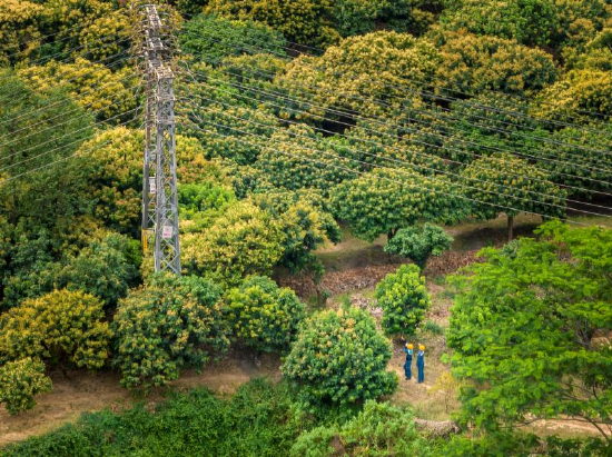 南方电网广东东莞东北区供电局运维人员对山区10千伏架空线路开展重点特巡。(张新城 摄)