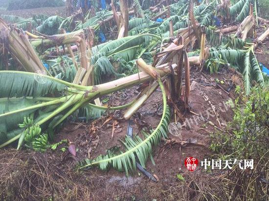 受台风“艾云尼”影响,湛江徐闻农作物受损严重。(徐闻气象局供图)