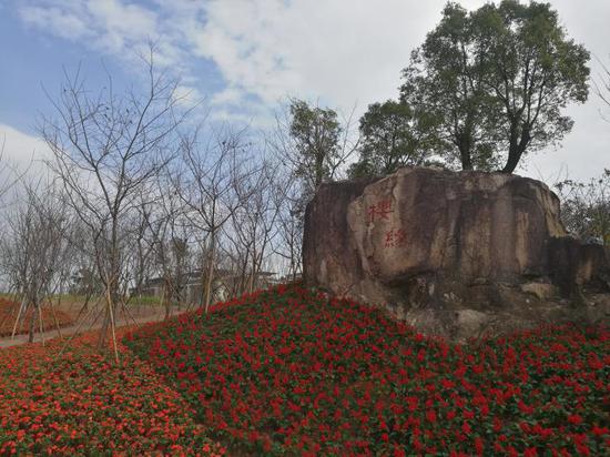 广州九龙湖2019樱花\/茶花主题节隆重揭幕