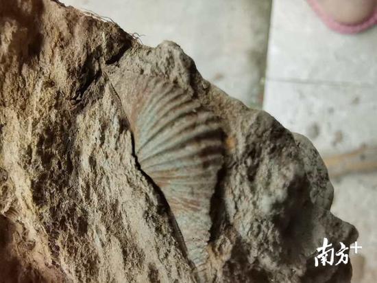 尖翼石燕。
