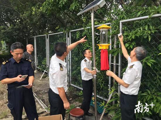 汕头港海关关员在开展草地贪夜蛾监测。汕头海关供图