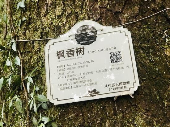 251年的枫香树