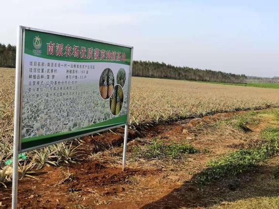南派农场优质菠萝种植基地