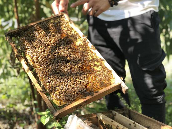  蜂蜜产业拥有投入低、零污染、高收益、低风险的特点。