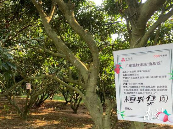 恒兴集团昨日拍出10099元/20棵的直播间最高价