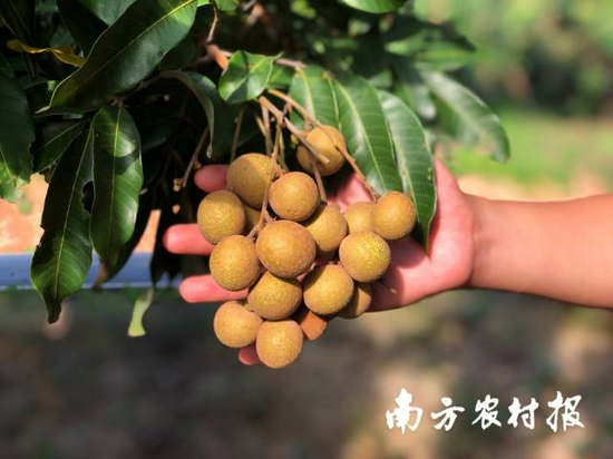 广东龙眼正值上市。