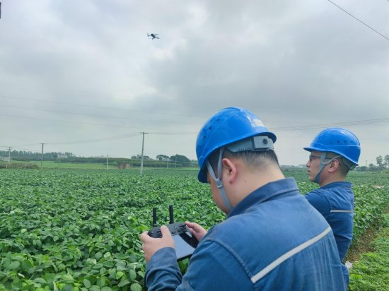 南方电网广东湛江廉江石城供电所党员服务队队员用无人机巡查农户生产基地周边线路(李虎跃 摄)