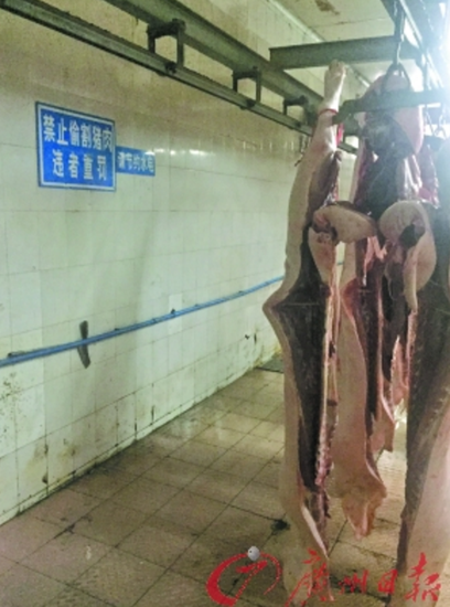 屠宰场里明文规定“禁止偷割猪肉”。