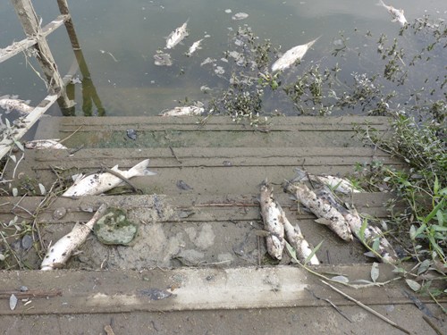 锦田河25日出现大量死鱼。《星岛日报》