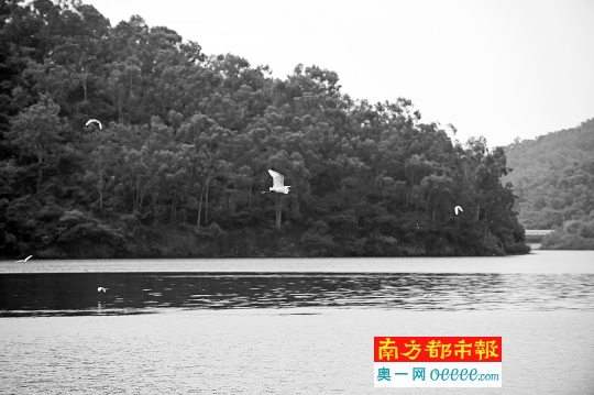 景色优美的同沙公园。国有林场改革方案出台,国有林场将就地转型为森林公园,极大提高了东莞森林覆盖率。南都记者 陈奕启 摄