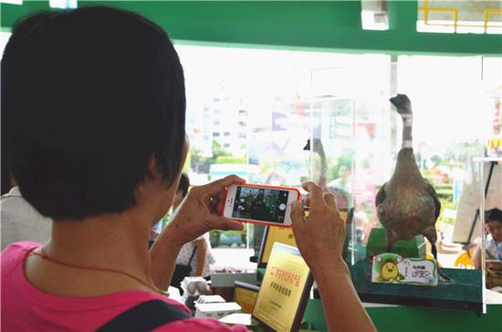 江门特色农产品之开平篇:马冈鹅属广东优质肉鹅