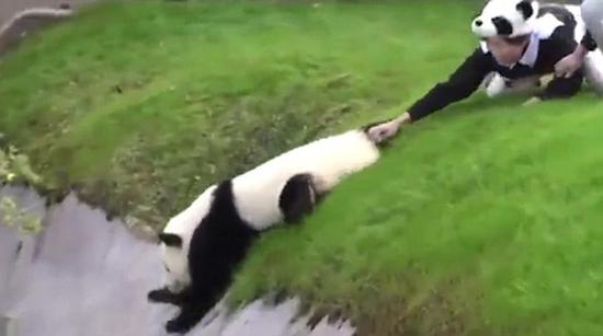 大熊猫只身冒险最终被救回_佛山频道
