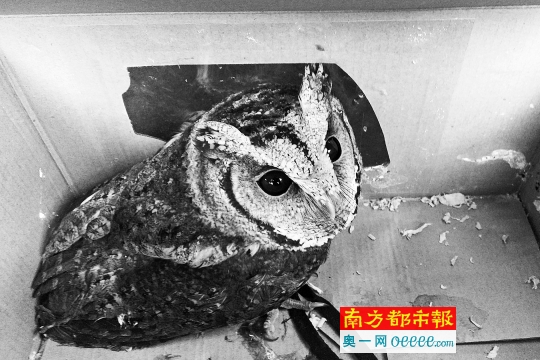 记者暗访所见卖家提来的两只老鹰和一只猫头鹰,专家介绍它们均为国家二级保护动物。