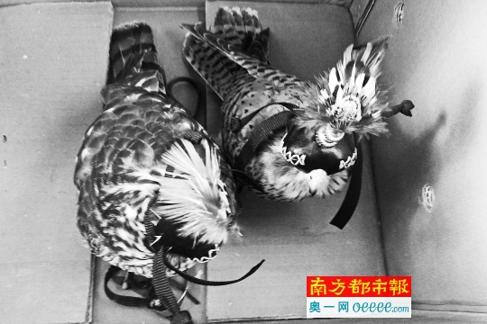记者暗访所见卖家提来的两只老鹰和一只猫头鹰,专家介绍它们均为国家二级保护动物。