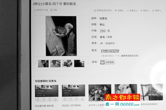 今年11月18日发布在58同城上的转让“小萌鸟”的帖子,有猫头鹰、老鹰的照片。