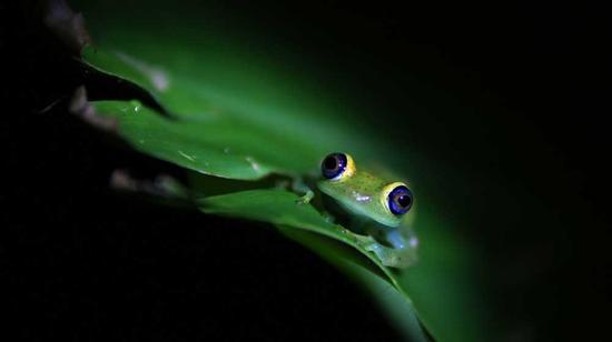 ZSL(the Zoological Society of London)每年都会策划野生动物摄影大赛,大赛旨在展示动物世界中绝妙的美丽瞬间。大赛分为成年组与青年组,今年大赛由Andy Skillen与Gideon Knight分别夺得成年组与青年组的年度冠军。虽然本次大赛并不像一些专业的摄影大赛一般被人所熟知,但其参赛的作品的水准绝不逊色。