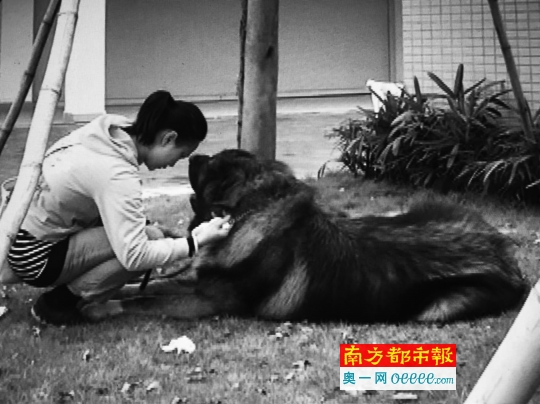 咬人的高加索犬和主人陈小姐。 目击者供图