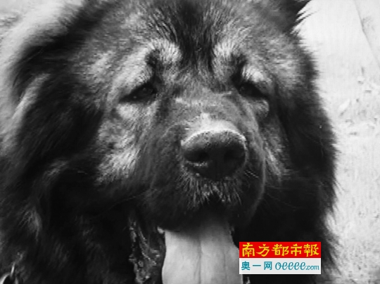 高加索犬